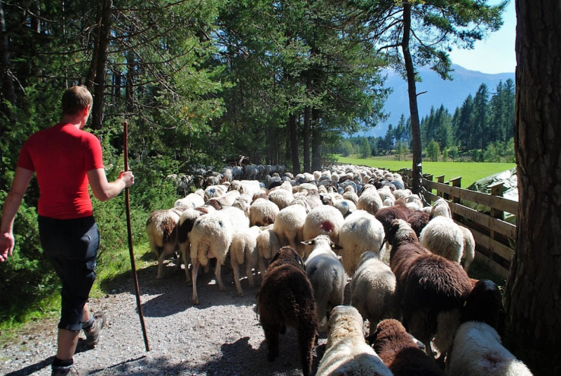 Schafschoad 2012 – Vom Seebensee nach Untermieming