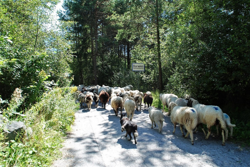 Schafschoad 2012 – Vom Seebensee nach Untermieming