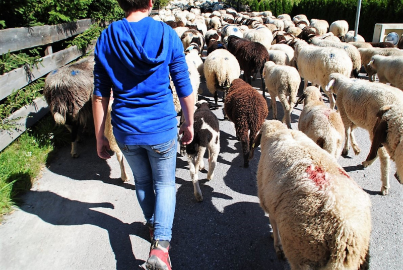 Schafschoad 2012 – Vom Seebensee nach Untermieming
