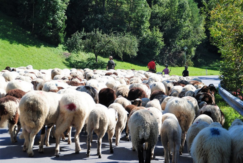 Schafschoad 2012 – Vom Seebensee nach Untermieming