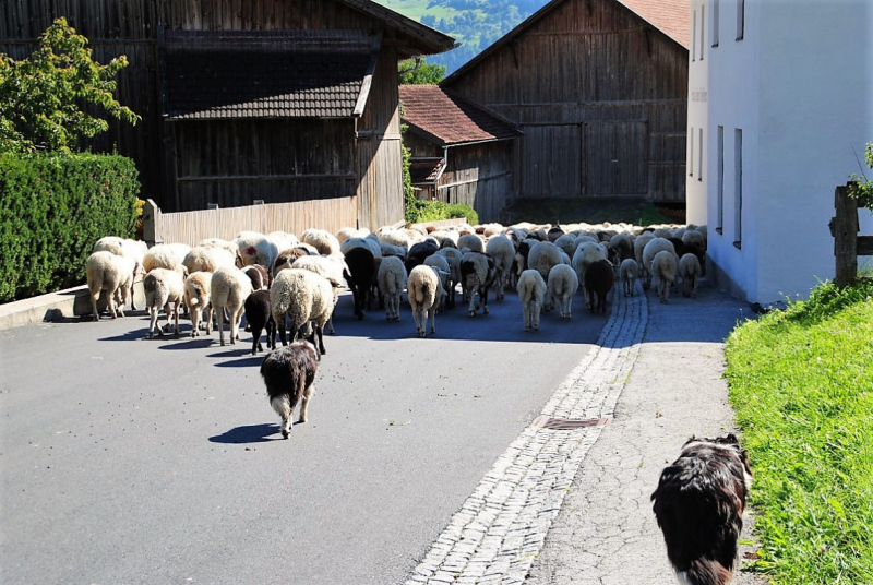 Schafschoad 2012 – Vom Seebensee nach Untermieming