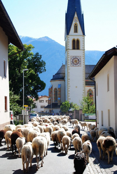 Schafschoad 2012 – Vom Seebensee nach Untermieming