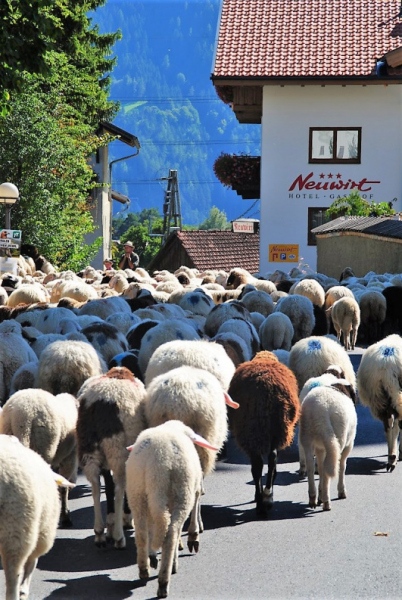 Schafschoad 2012 – Vom Seebensee nach Untermieming