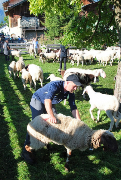 Schafschoad 2012 – Vom Seebensee nach Untermieming