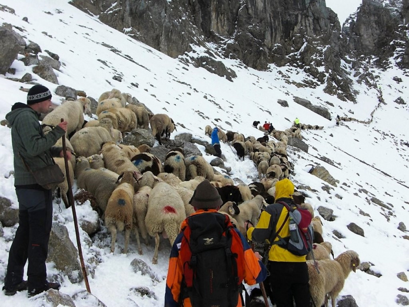 Schafschoad Seebenalm 2017