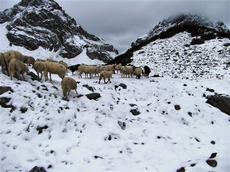 Schafschoad Seebenalm 2017
