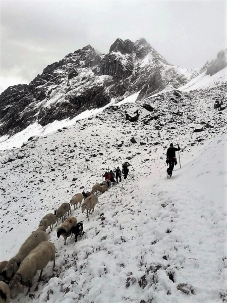 Schafschoad Seebenalm 2017