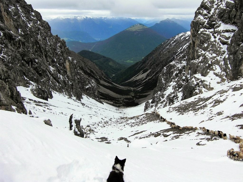 Schafschoad Seebenalm 2017