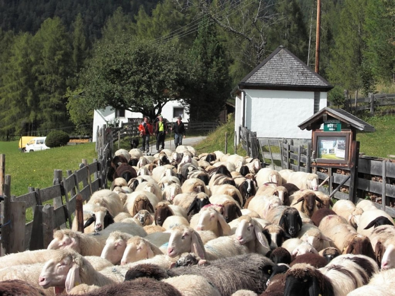Schafschoad Seebenalm 2017
