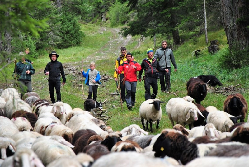 Schafschoad Seebenalm 2017