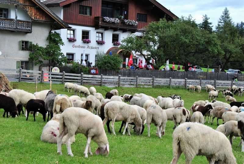 Schafschoad Seebenalm 2017
