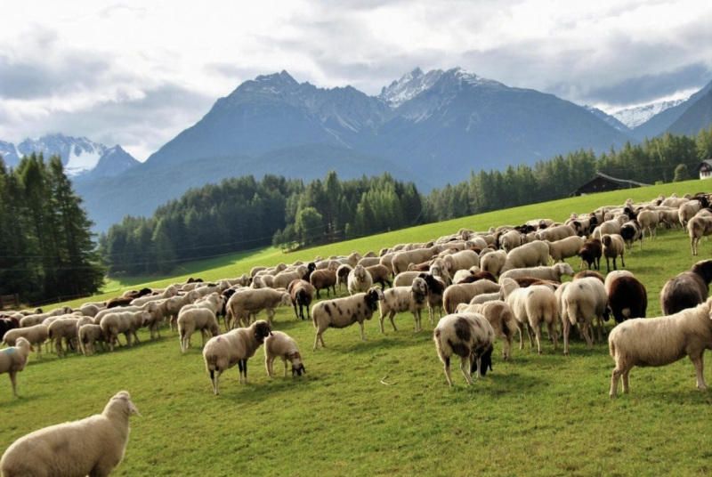 Schafschoad Seebenalm 2017
