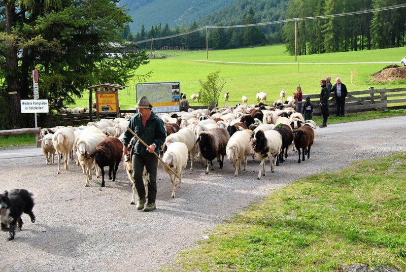 Schafschoad Seebenalm 2017