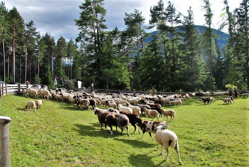 Schafschoad Seebenalm 2017