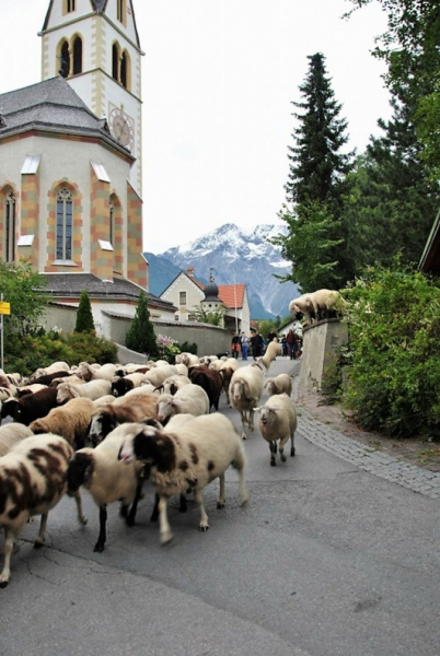 Schafschoad Seebenalm 2017