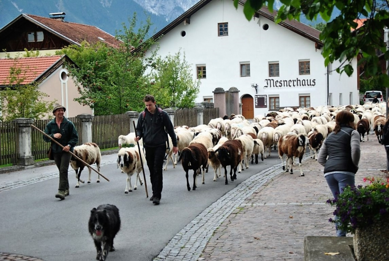 Schafschoad Seebenalm 2017