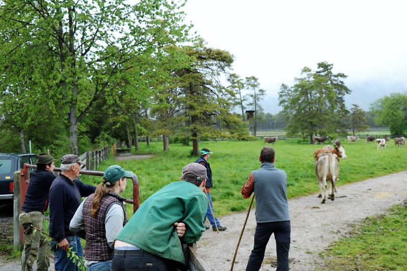 Start in den Almsommer – Hochbetrieb am Vorberg der Feldernalm