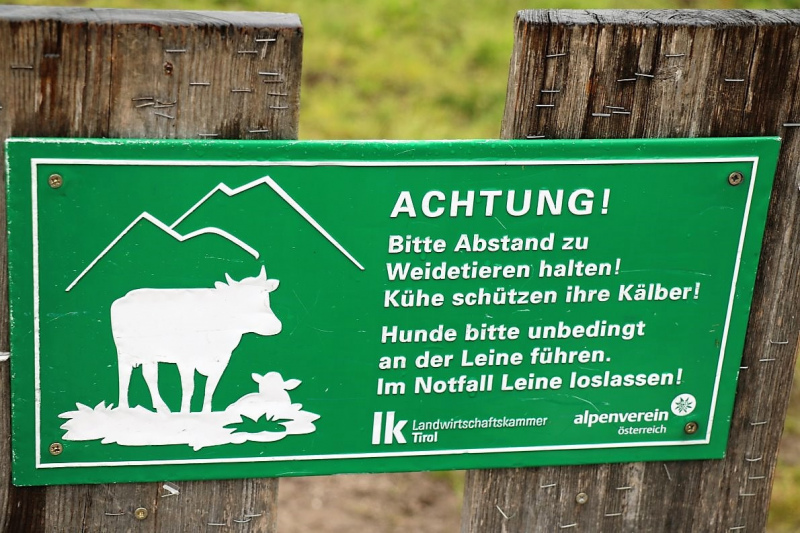 Start in den Almsommer – Hochbetrieb am Vorberg der Feldernalm