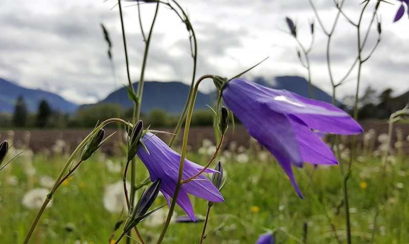 Start in den Almsommer – Hochbetrieb am Vorberg der Feldernalm