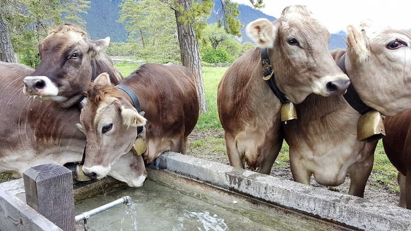Start in den Almsommer – Hochbetrieb am Vorberg der Feldernalm