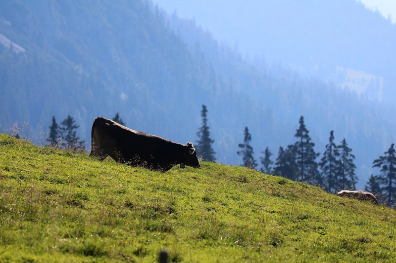 Tag auf der Hochfeldernalm – zwischen Morgen- und Abendsonne