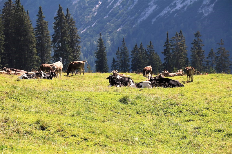 Tag auf der Hochfeldernalm – zwischen Morgen- und Abendsonne