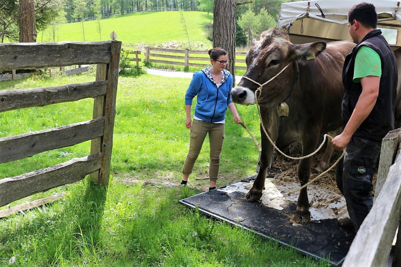 Vorberg Marienbergalpe – Viehauftrieb in Barwies