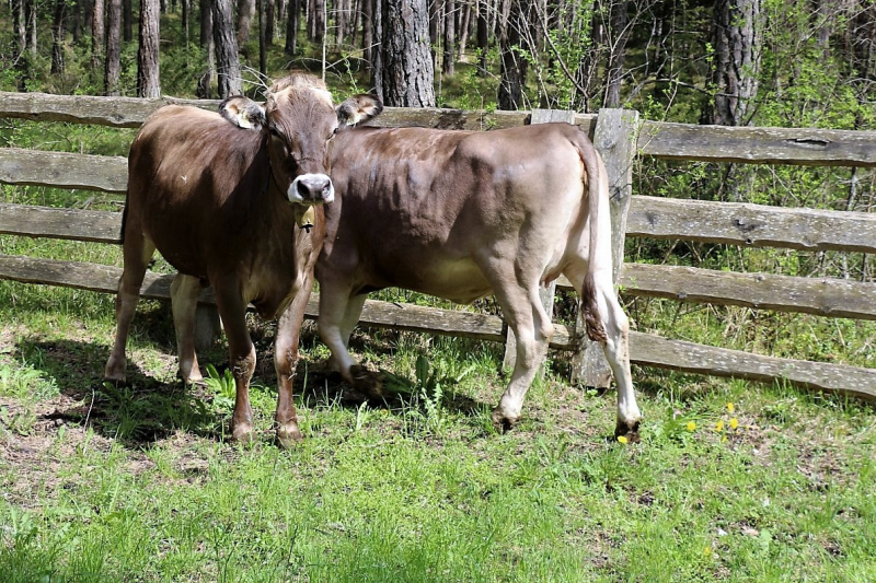Vorberg Marienbergalpe – Viehauftrieb in Barwies