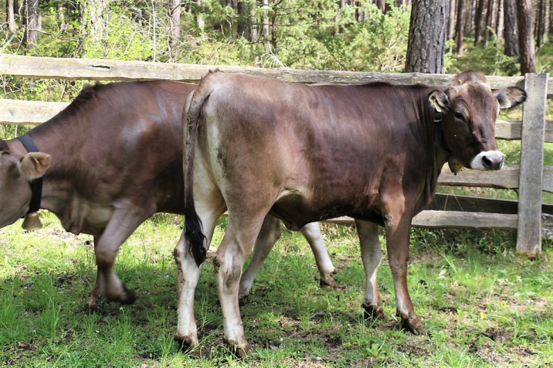 Vorberg Marienbergalpe – Viehauftrieb in Barwies