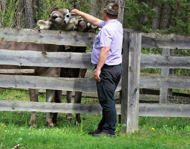 Vorberg Marienbergalpe – Viehauftrieb in Barwies