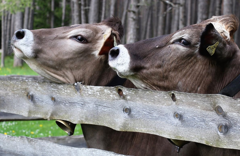 Vorberg Marienbergalpe – Viehauftrieb in Barwies