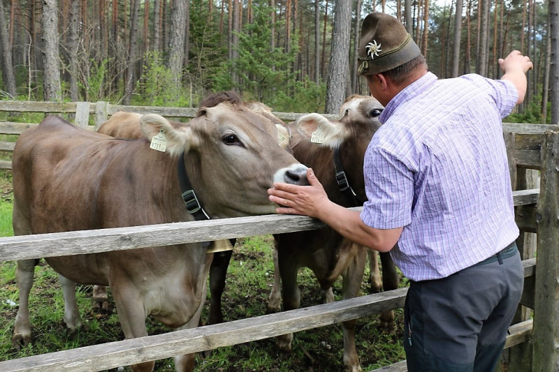 Vorberg Marienbergalpe – Viehauftrieb in Barwies