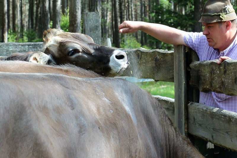Vorberg Marienbergalpe – Viehauftrieb in Barwies