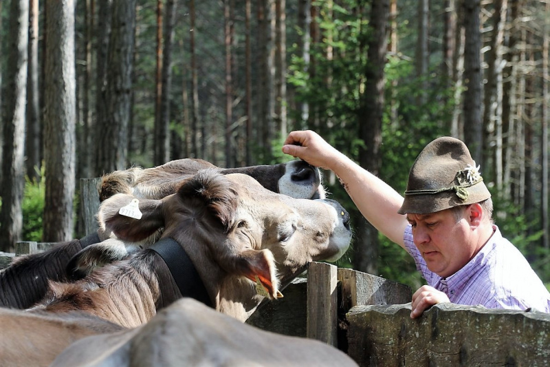 Vorberg Marienbergalpe – Viehauftrieb in Barwies