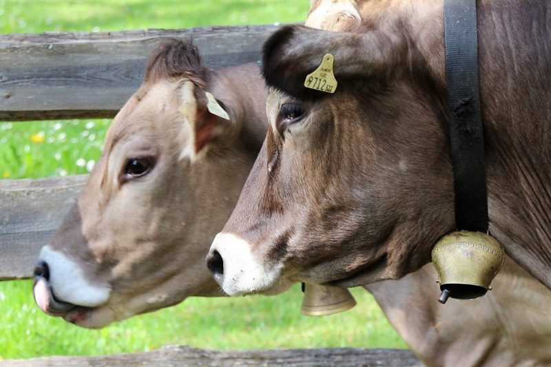 Vorberg Marienbergalpe – Viehauftrieb in Barwies
