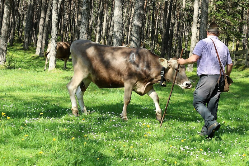 Vorberg Marienbergalpe – Viehauftrieb in Barwies