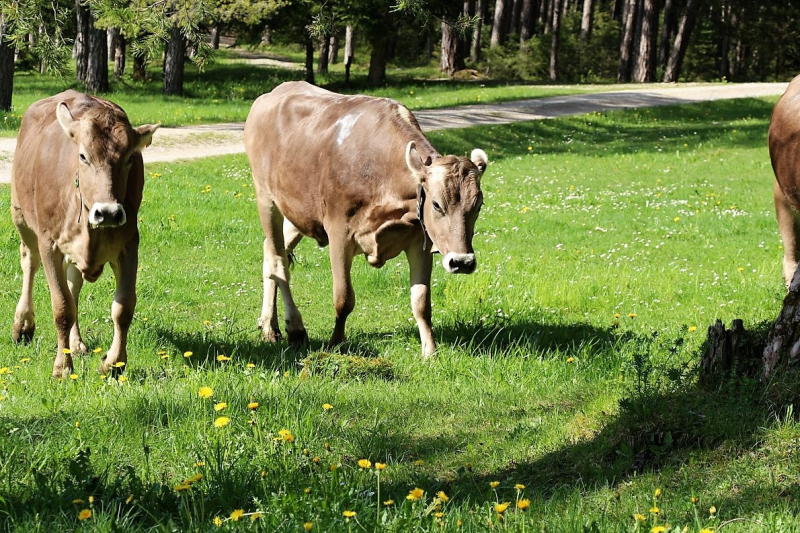Vorberg Marienbergalpe – Viehauftrieb in Barwies