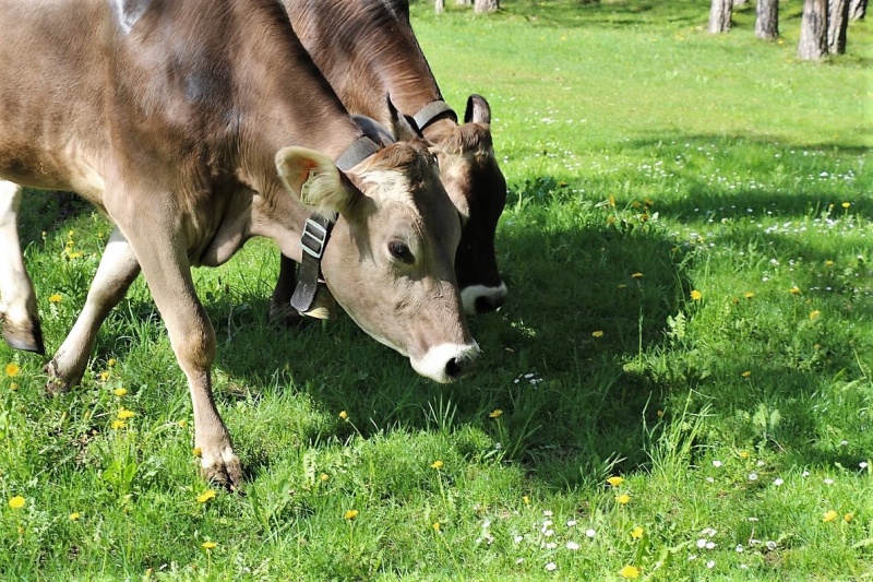 Vorberg Marienbergalpe – Viehauftrieb in Barwies
