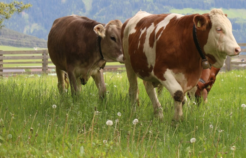 Zäunen am Kälberriegl in Obermieming