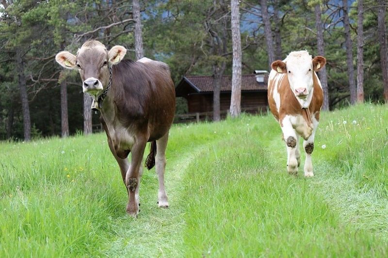 Zäunen am Kälberriegl in Obermieming