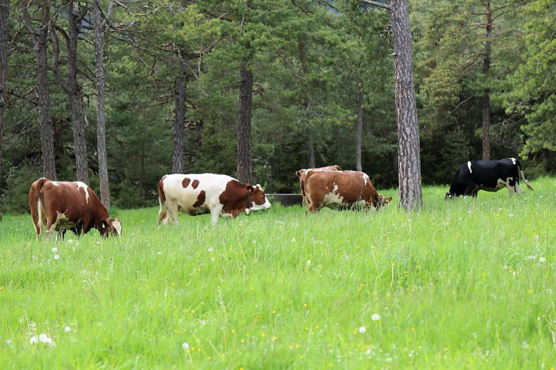 Zäunen am Kälberriegl in Obermieming
