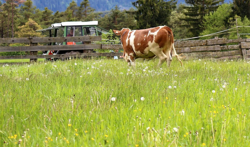 Zäunen am Kälberriegl in Obermieming
