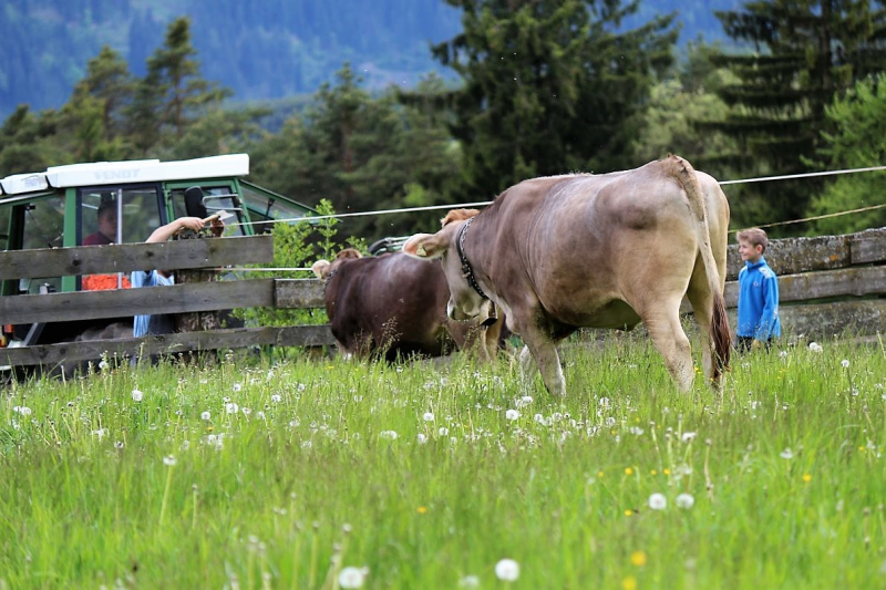 Zäunen am Kälberriegl in Obermieming