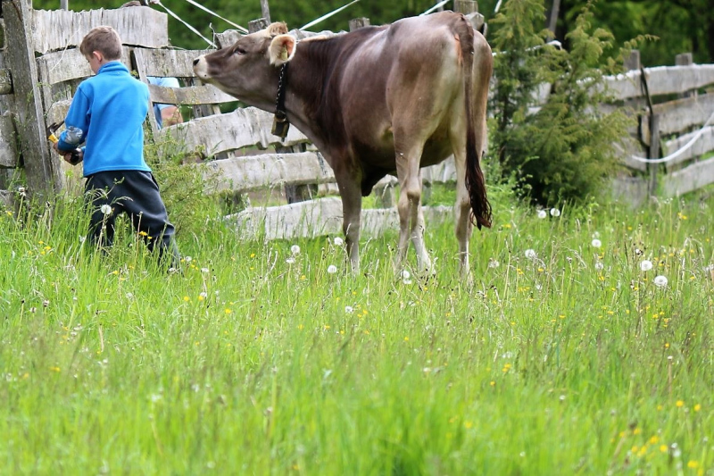 Zäunen am Kälberriegl in Obermieming