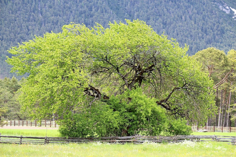 Zäunen am Kälberriegl in Obermieming