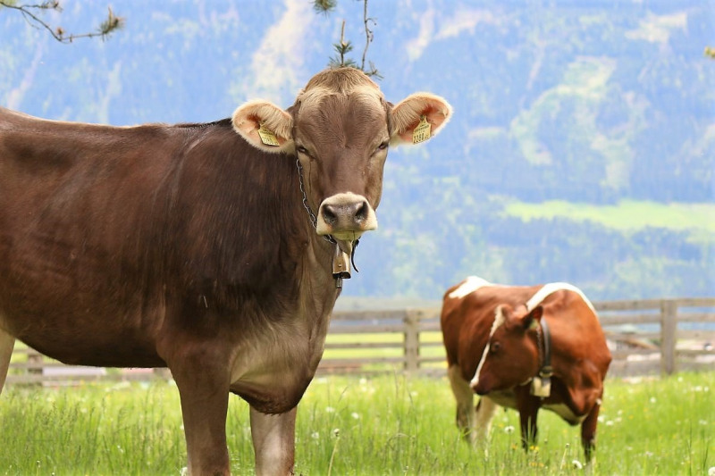 Zäunen am Kälberriegl in Obermieming