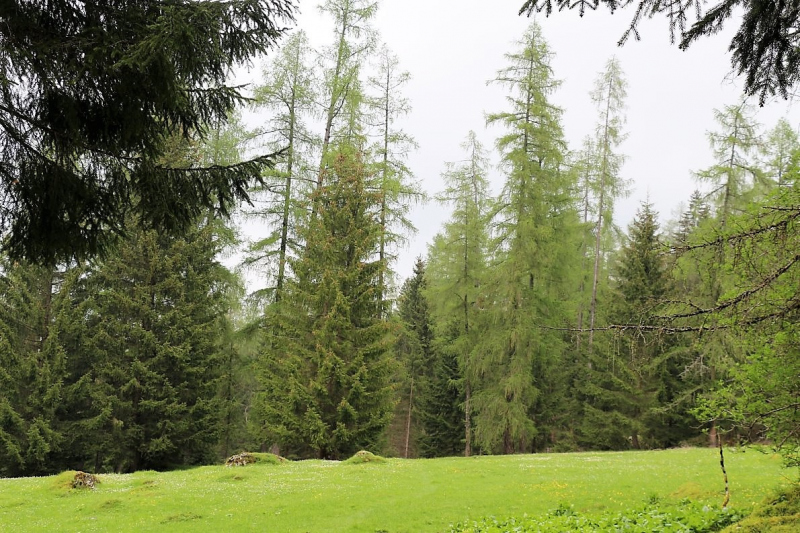 Zäunen auf der Biberwier-Alm