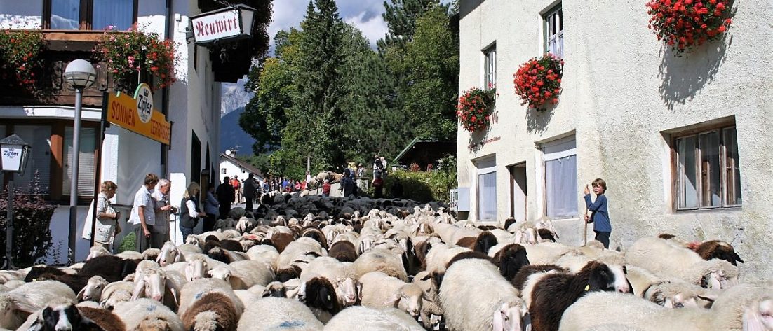 530 Schafe und Ziegen wurden auf ihre heimischen Koppeln geführt. (Foto: Knut Kuckel)