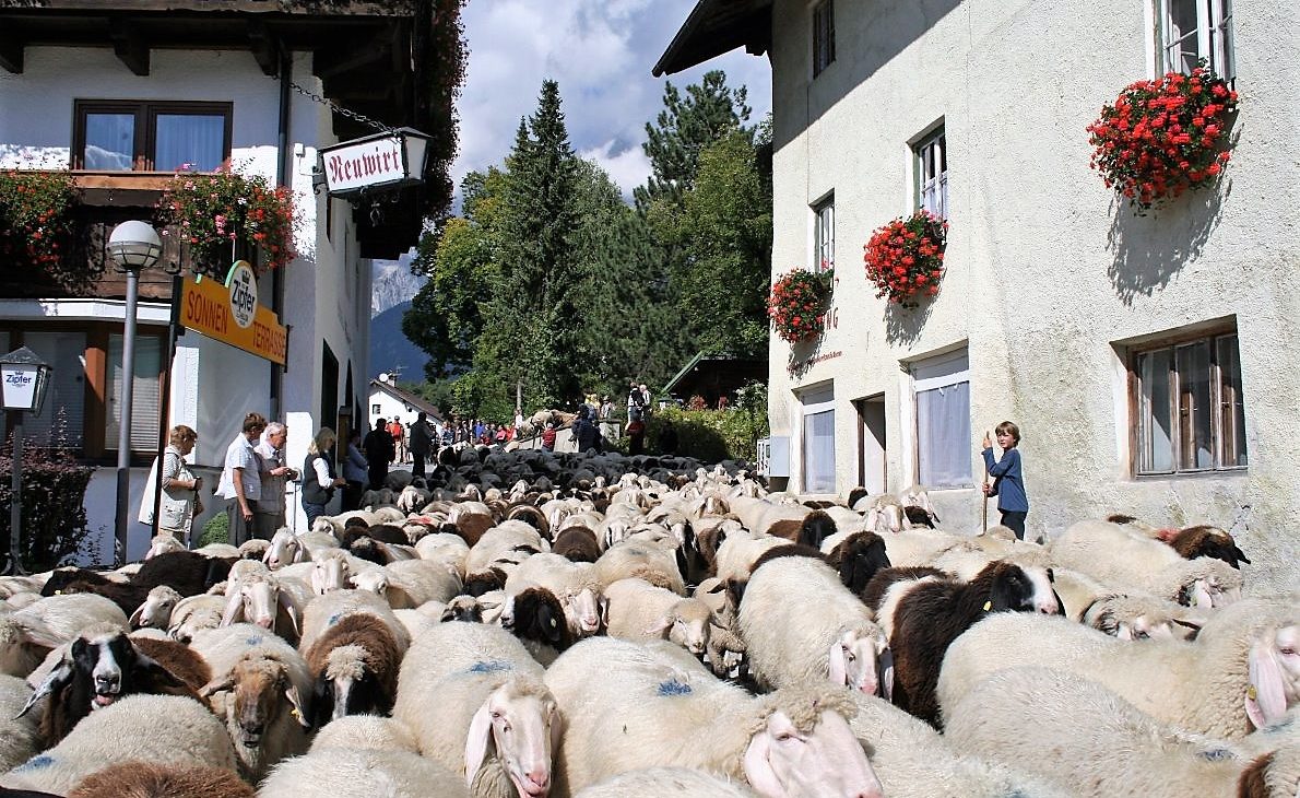 530 Schafe und Lämmer wurden auf ihre heimischen Koppeln geführt. (Foto: Knut Kuckel)