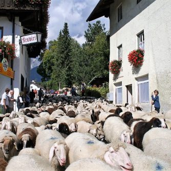 530 Schafe und Ziegen wurden auf ihre heimischen Koppeln geführt. (Foto: Knut Kuckel)